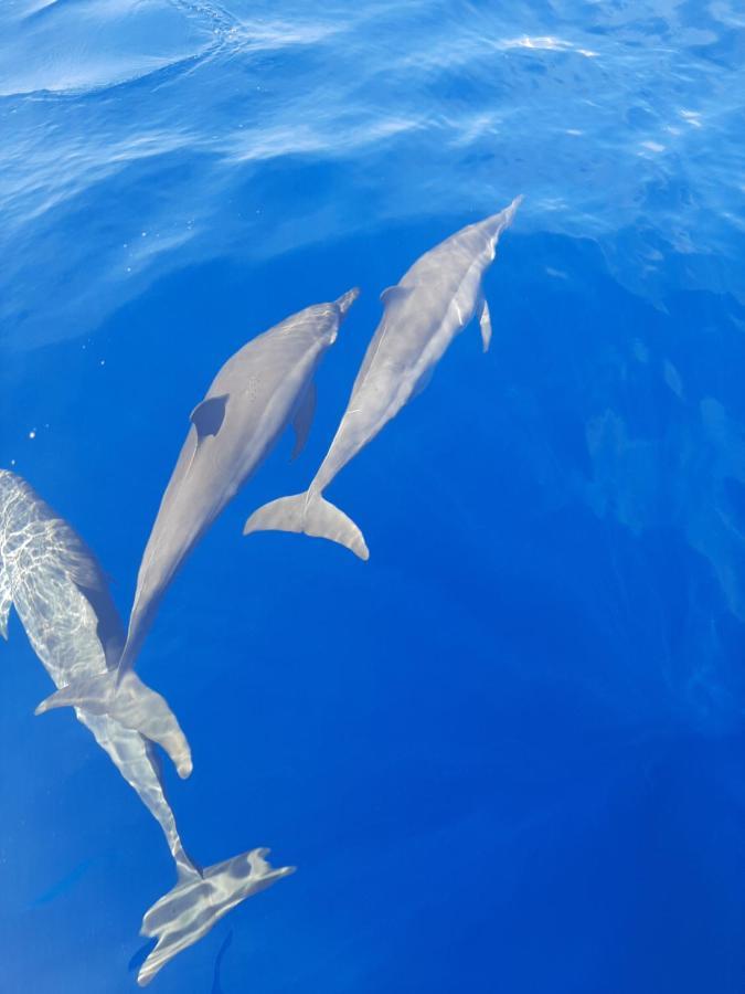Blue Shark Divers Bunaken Esterno foto