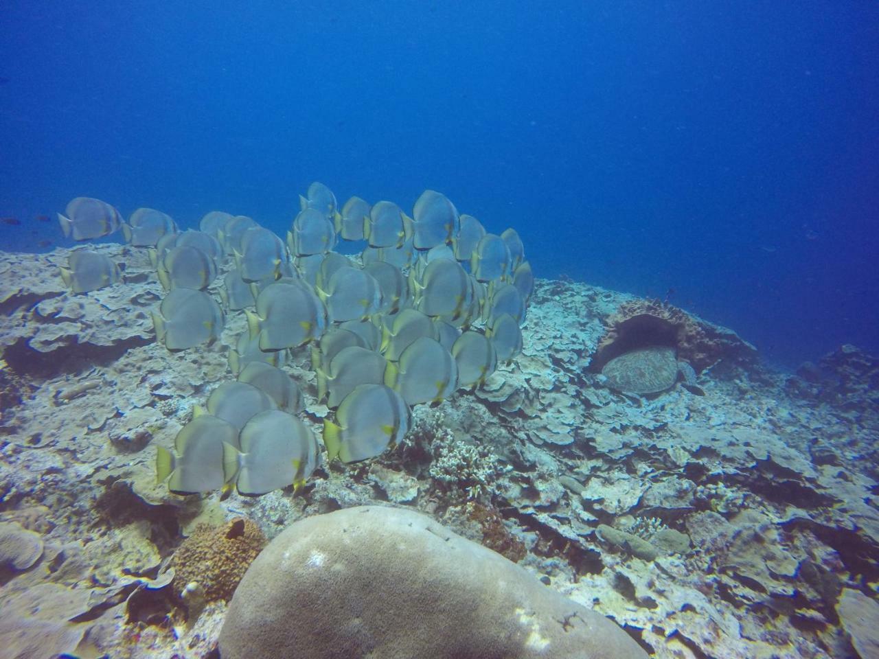 Blue Shark Divers Bunaken Esterno foto