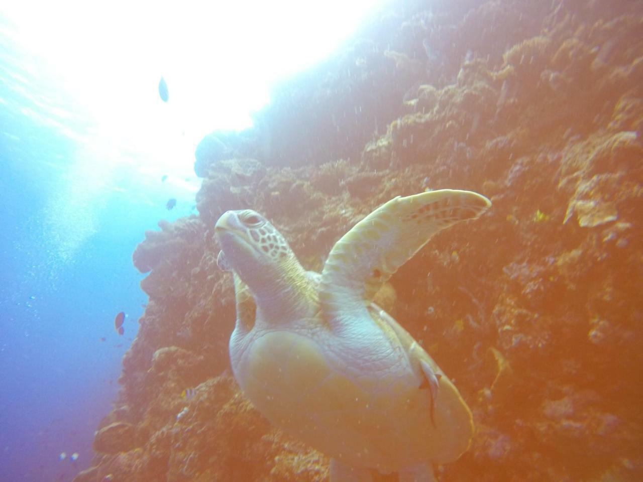 Blue Shark Divers Bunaken Esterno foto